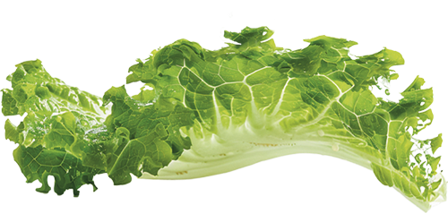 Salade Scarole