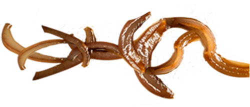 Oignons caramélisés